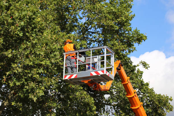 Tree Branch Trimming in Corte Madera, CA